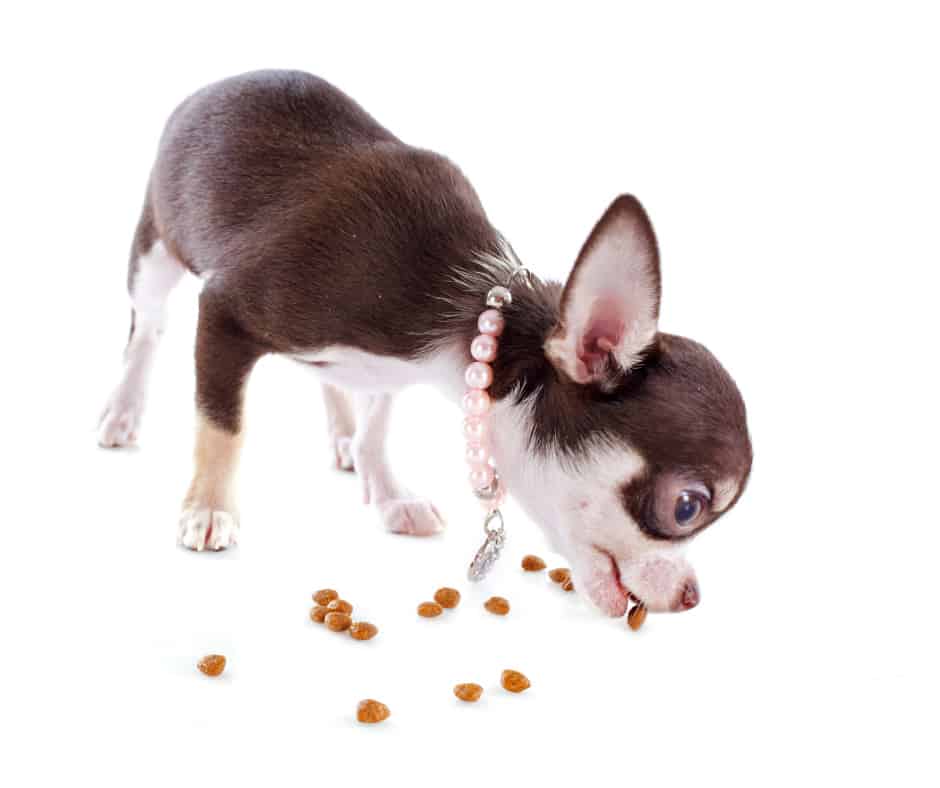 Best Dog Food For Chihuahua Puppy