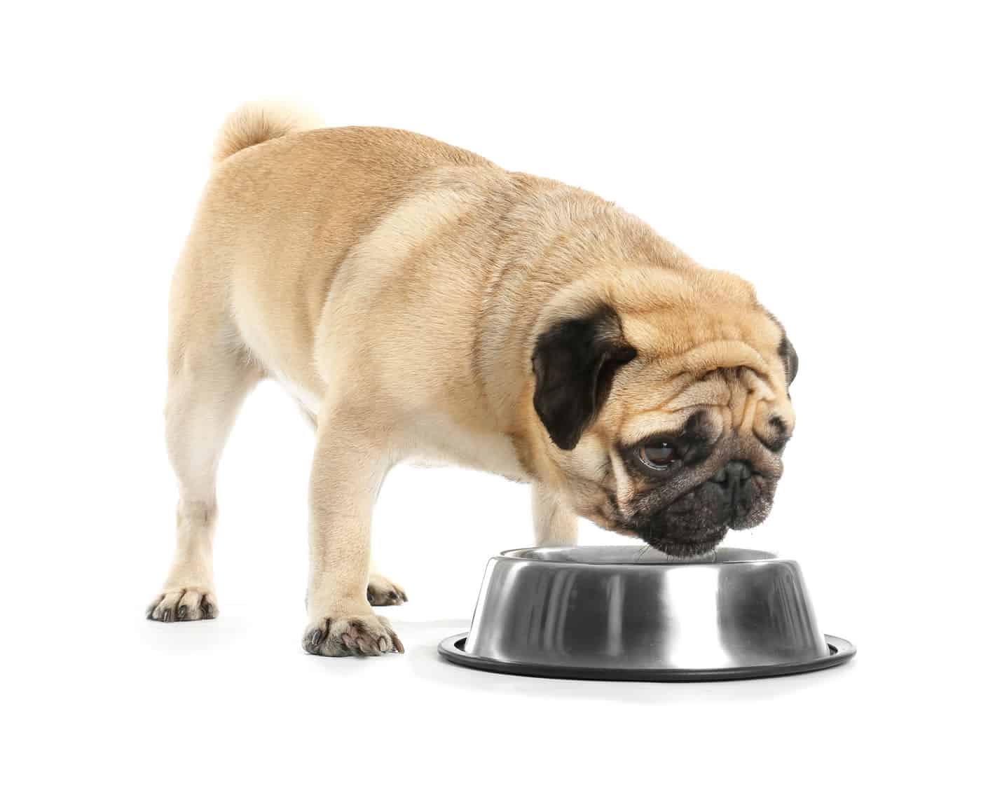 Best Dog Food for Pugs