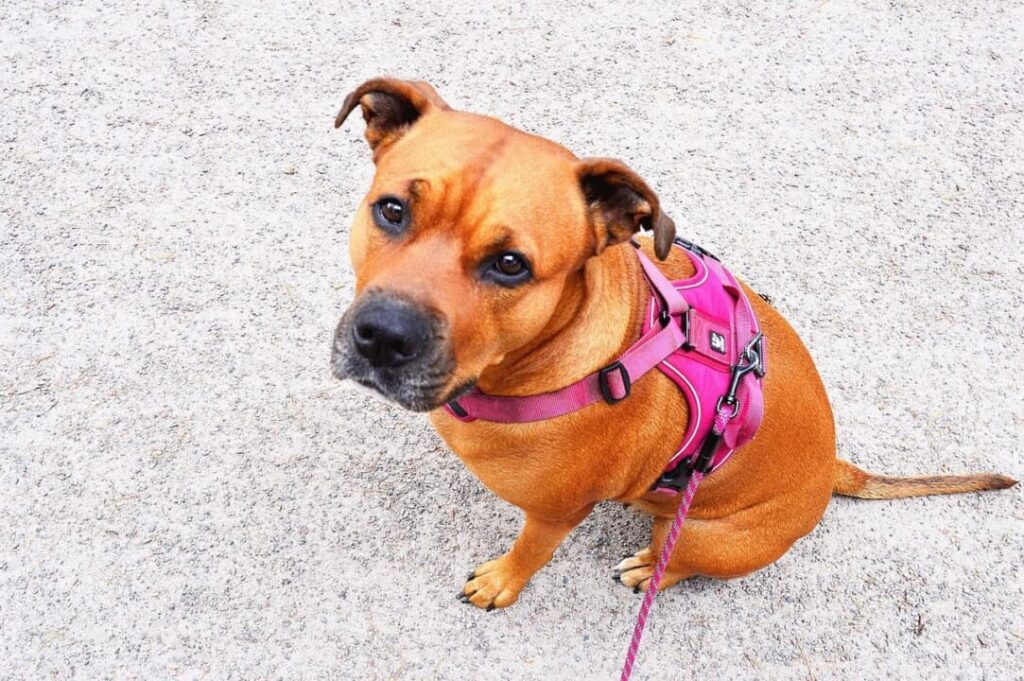 Best Dog Harness for Running