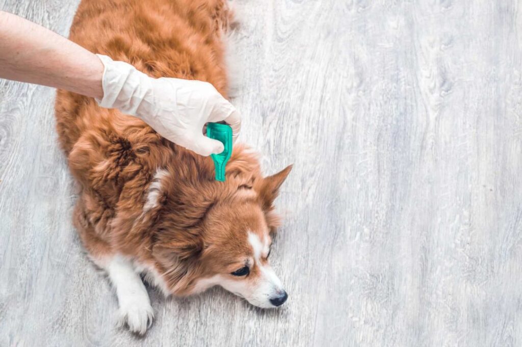 Best Flea Treatment For Dogs