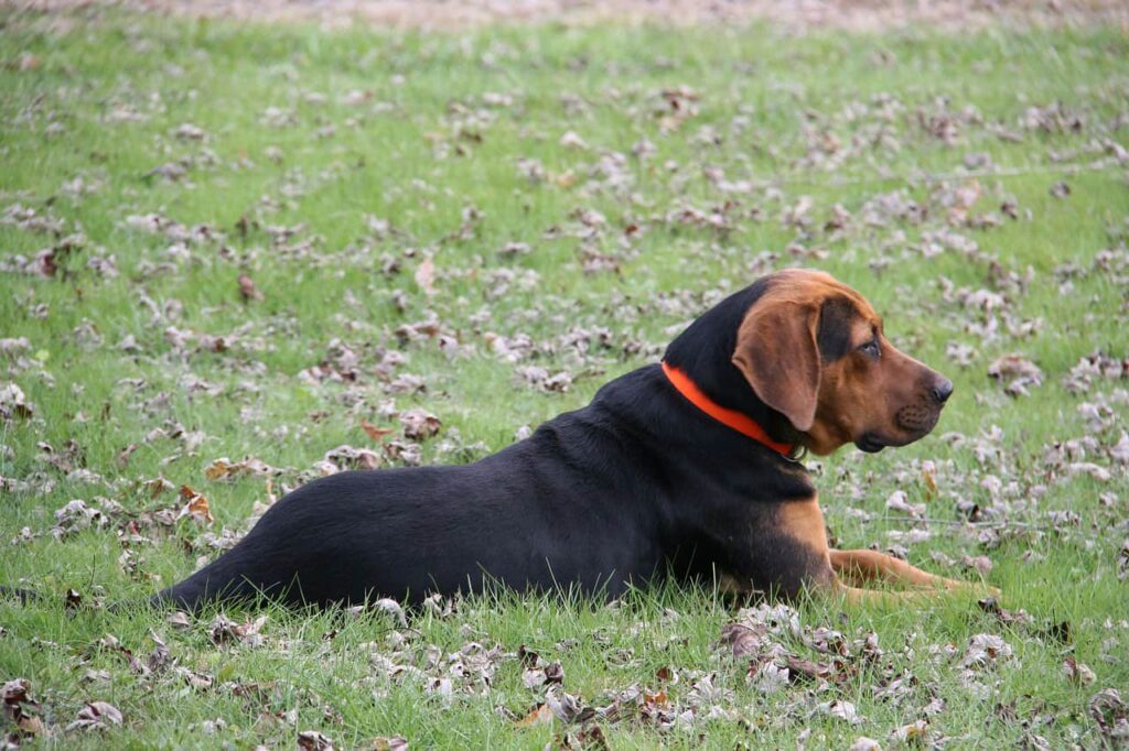 Best Invisible Dog Fences