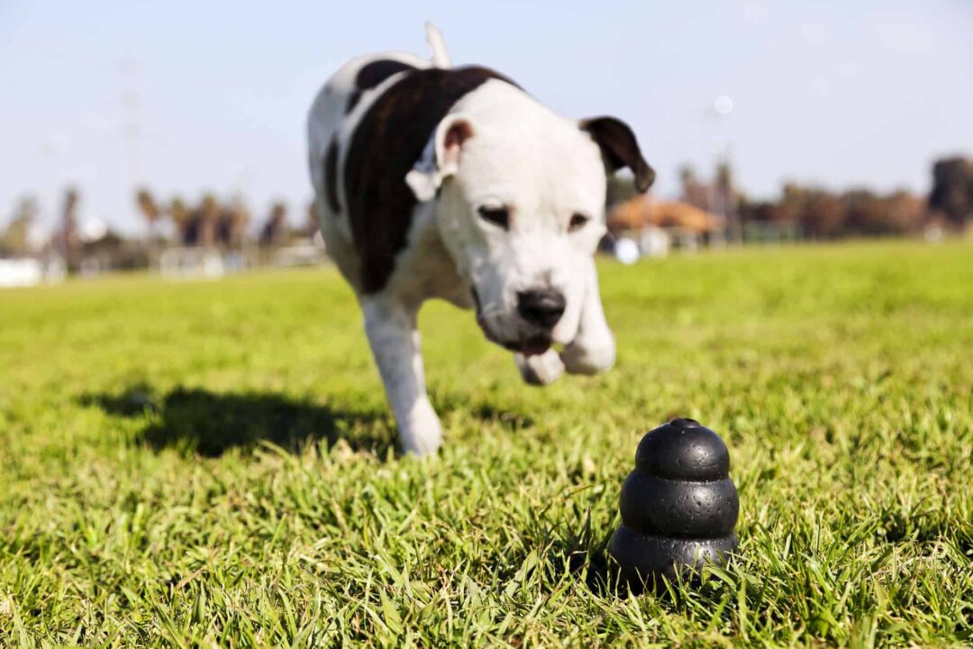 Best Pitbull Toy