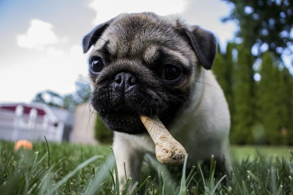 Best Pug Food