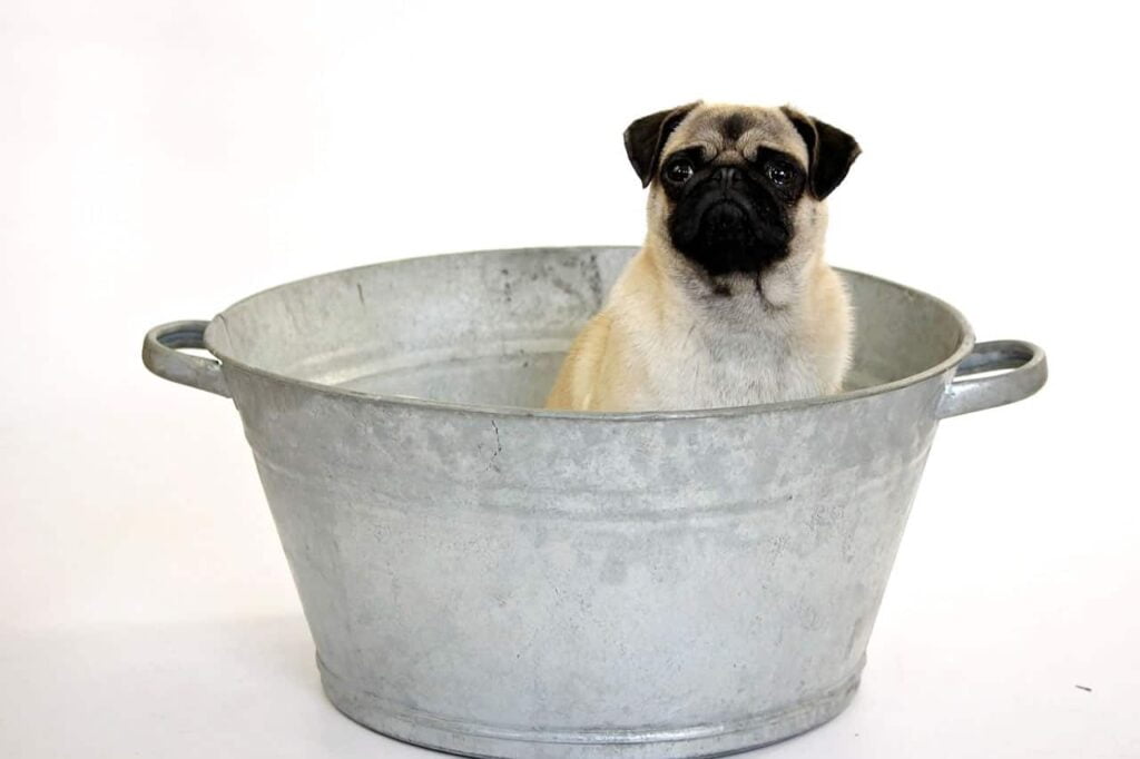 Best Shampoo for Pugs