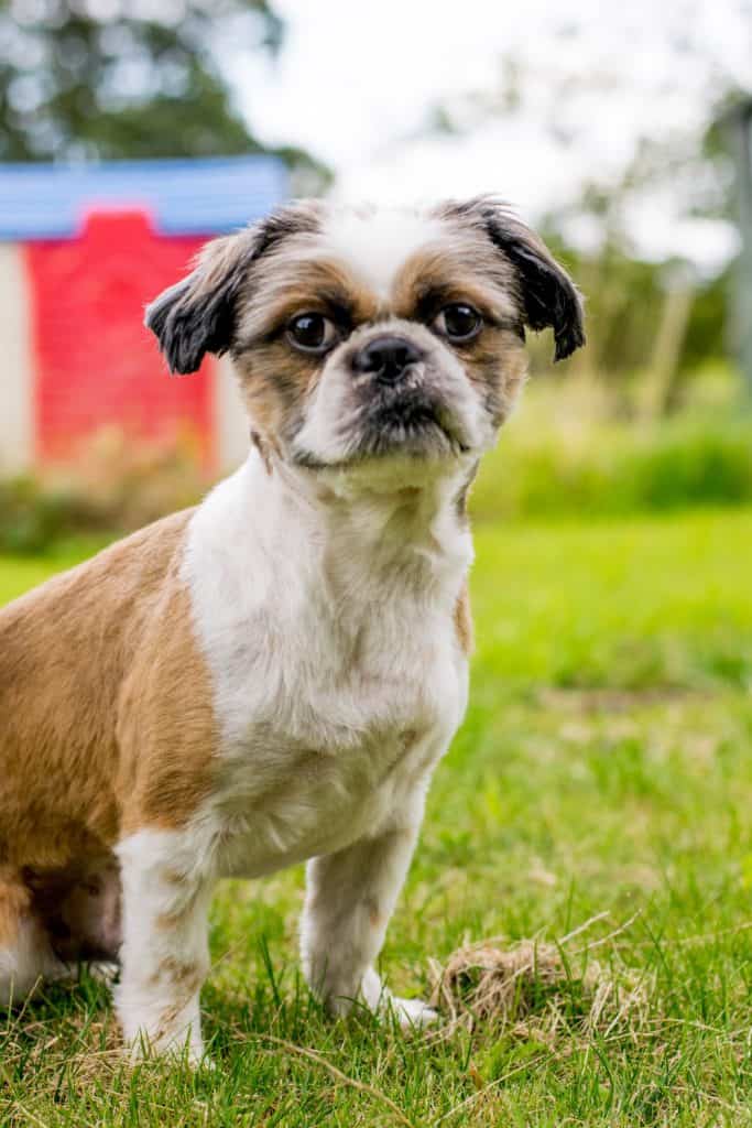 Bichon Frise Shih Tzu Mix