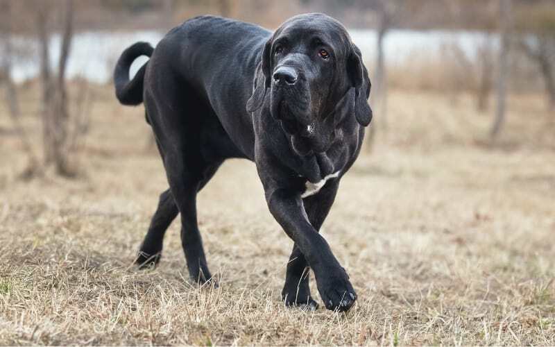 Black Fila Brasileiro