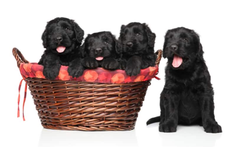 Black Russian Terrier Puppy For Sale