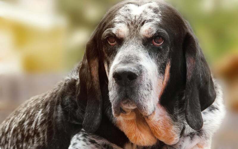 Bluetick Coonhound Rescue