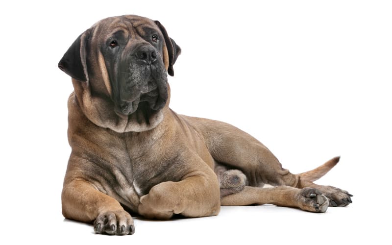 Boerboel Rescue