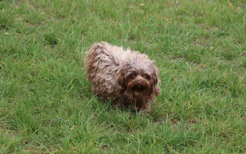 Bolonka Dog