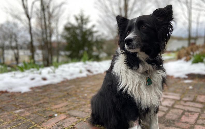 Border Aussie Rescue