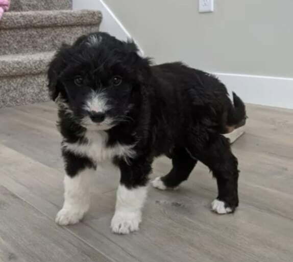 Bordoodle Puppy For Sale