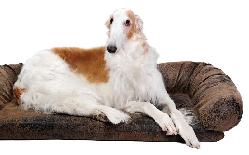 Borzoi Dog