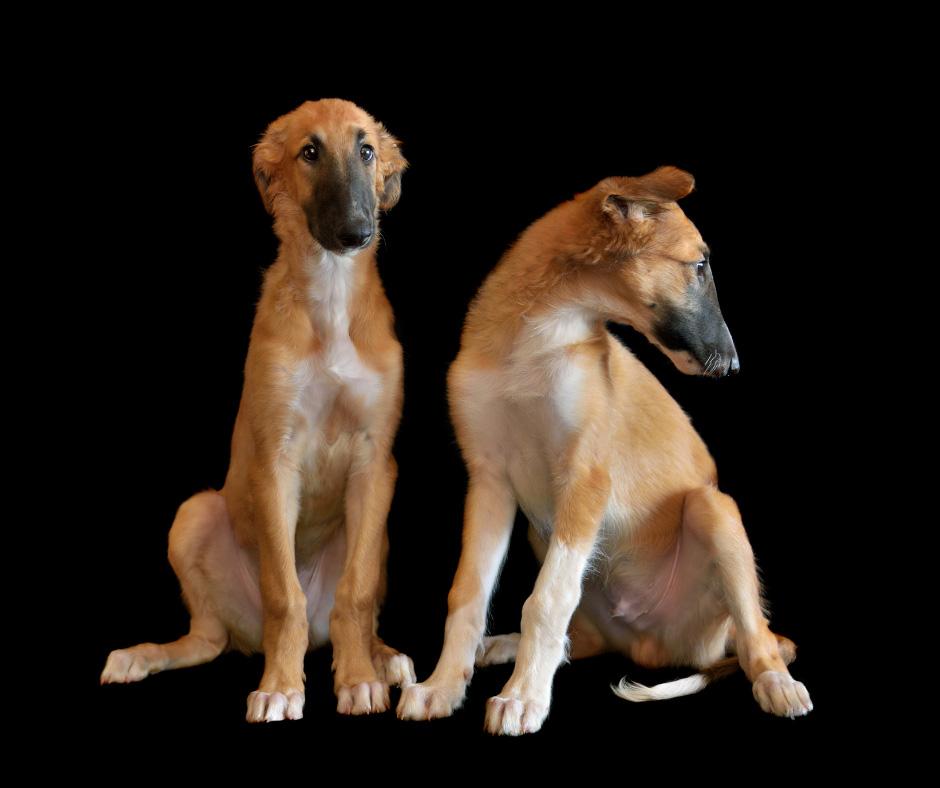 Borzoi Puppy For Sale