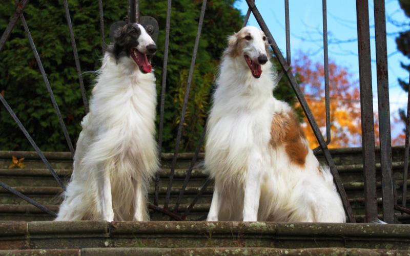 Borzoi Rescue