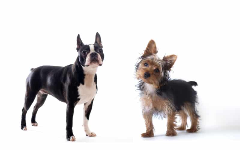Boston Yorkie
