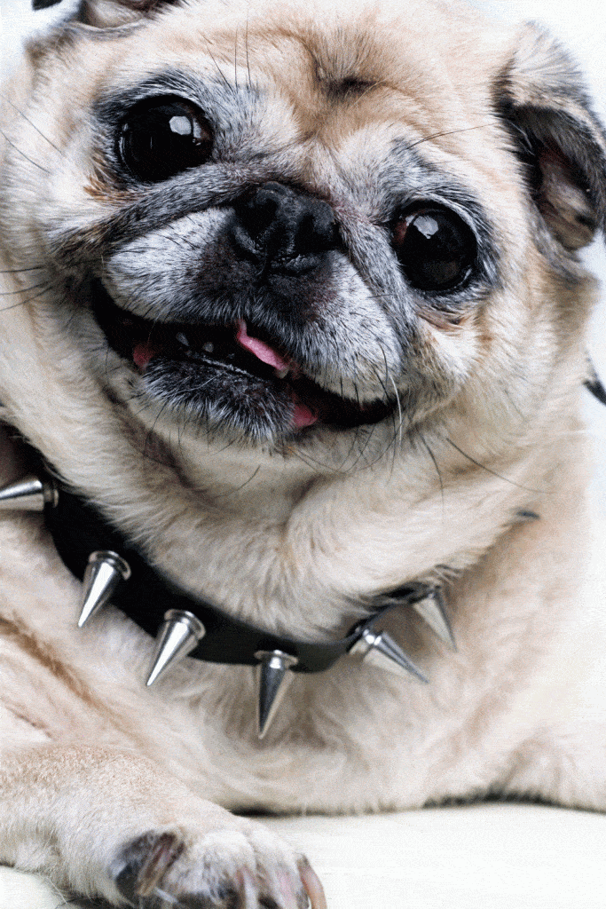 Box-a-Pug