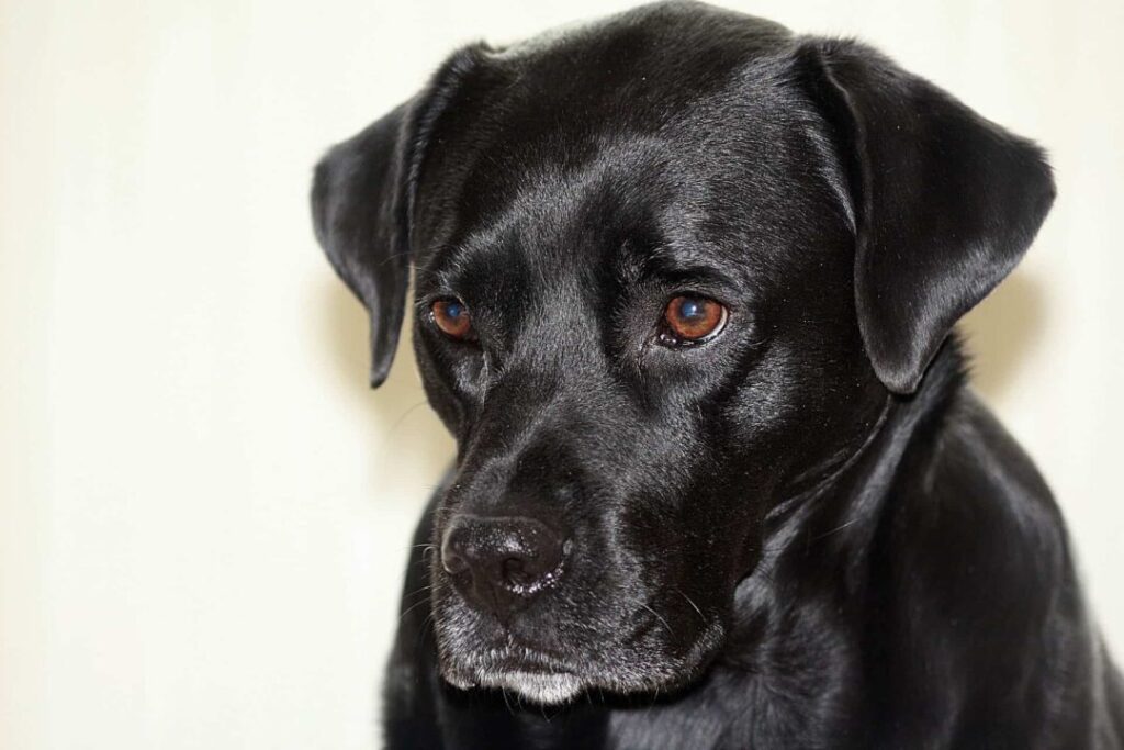 Boxer Lab Mix