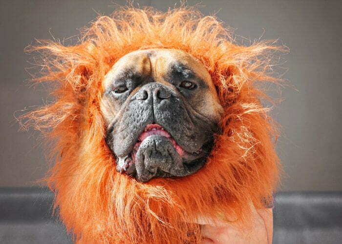 Boxer Mastiff Mix In Costume