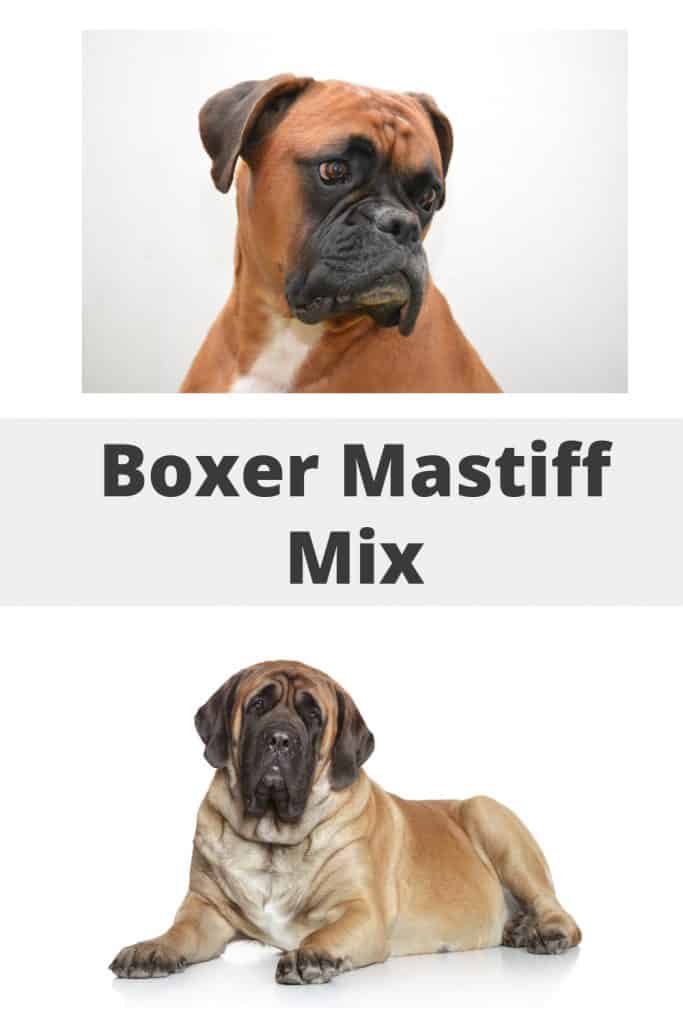 Boxer Mastiff Mix Pin