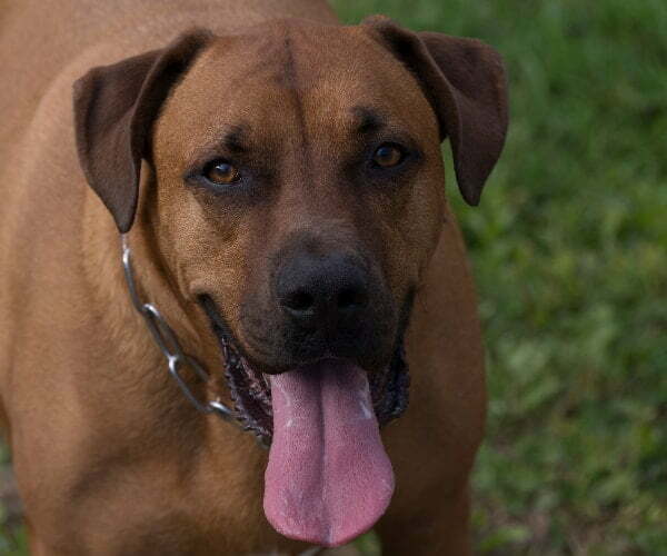 Boxmas Mixed Breed