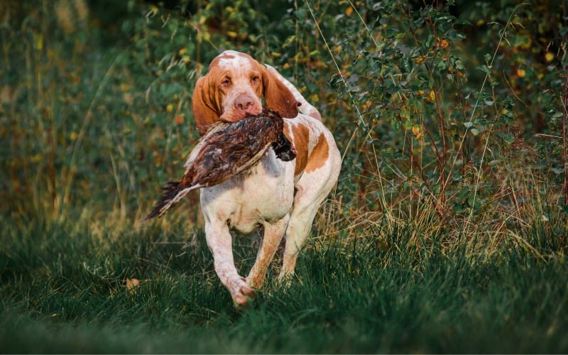 Bracco Italiano Rescue
