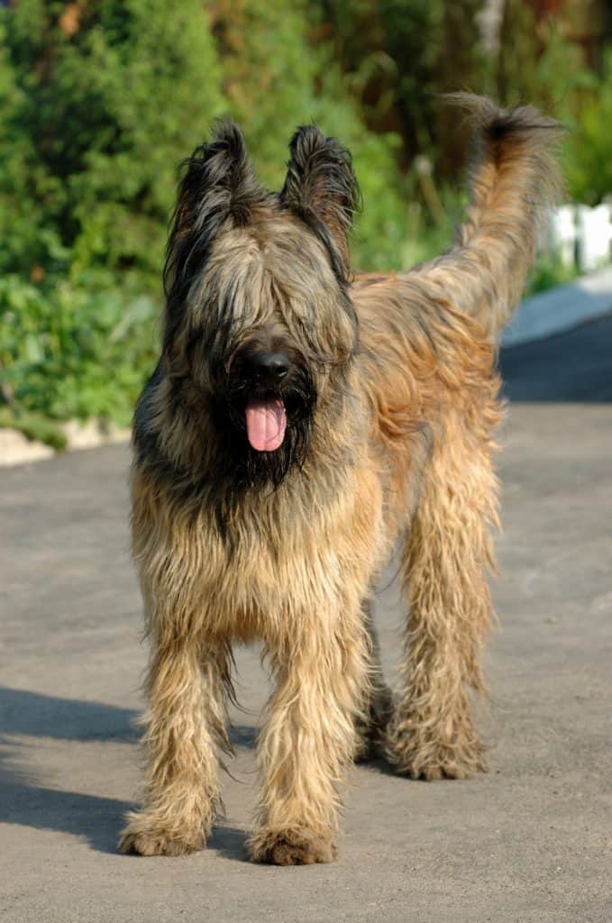 Briard Rescue