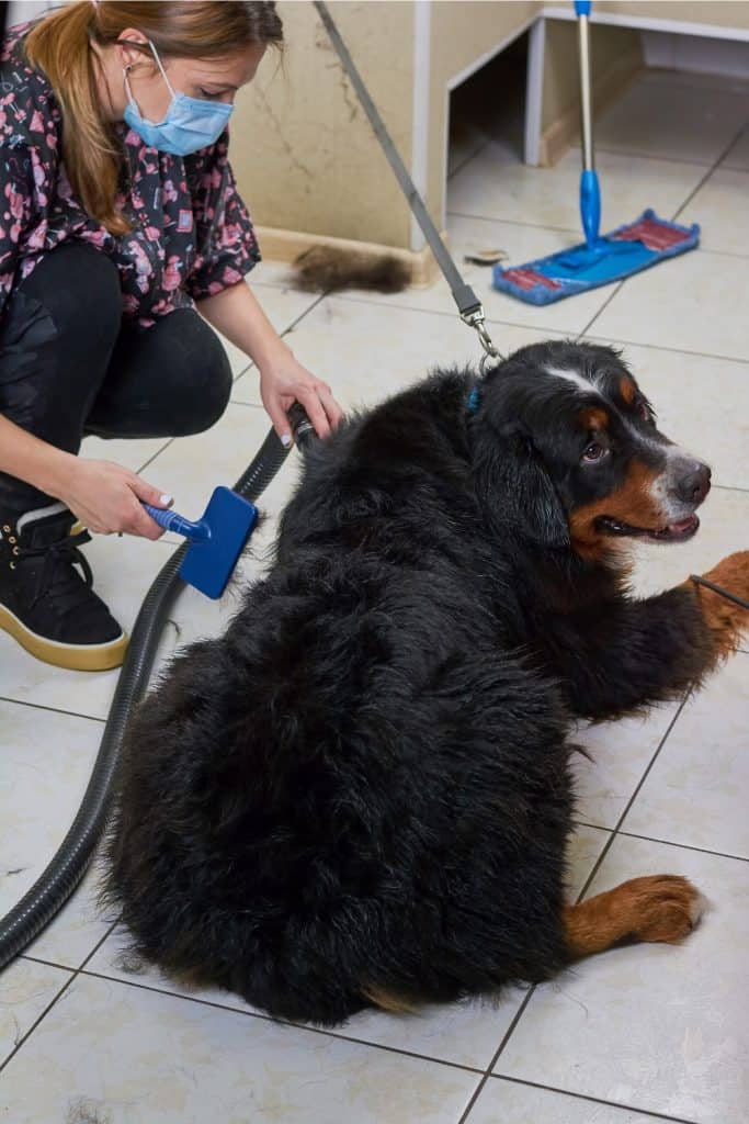 Brush For Bernese Mountain Dog