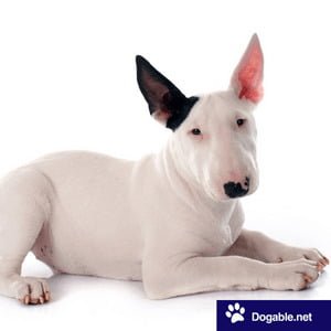 Dog breed with pointy ears