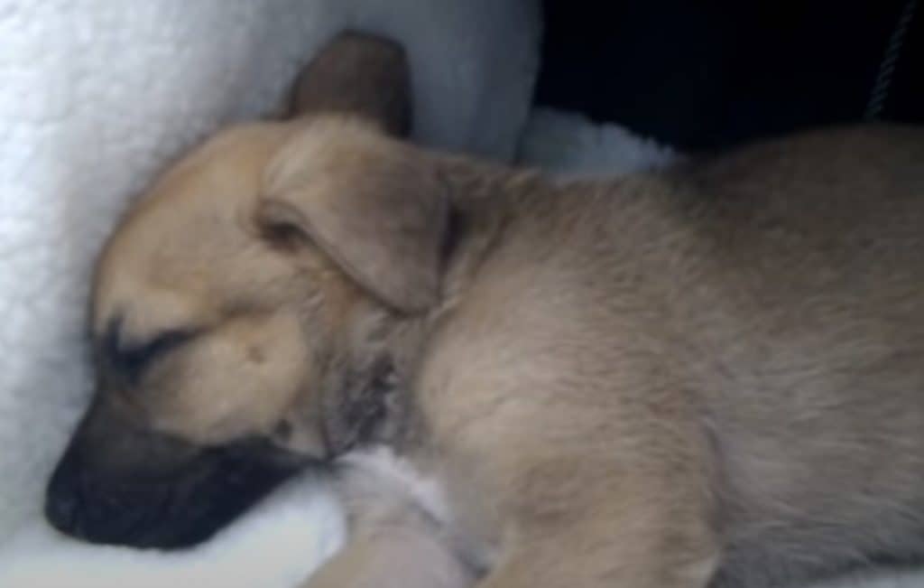 Bullmastiff German Shepherd Mix Puppy