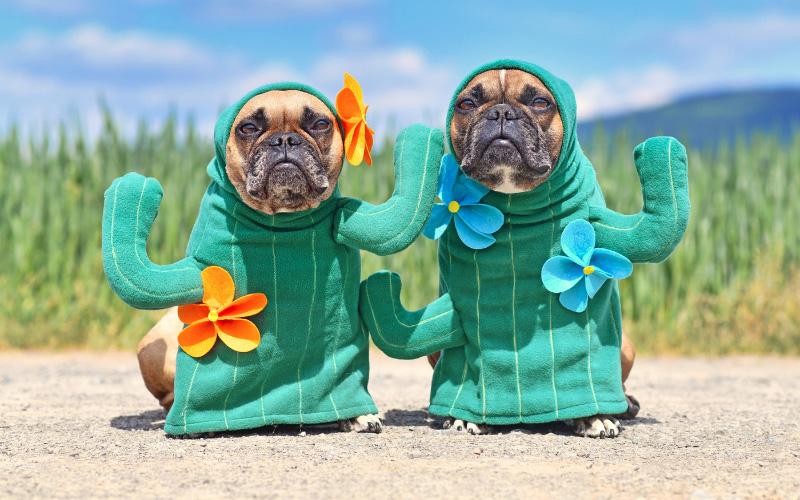 Cactus Dogs