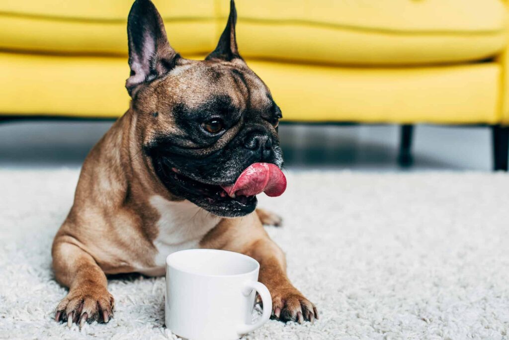 Can Dogs Drink Coffee