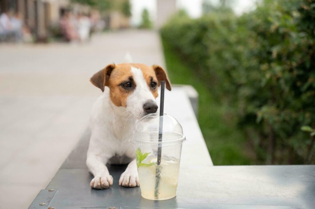 Can Dogs Drink Lemonade