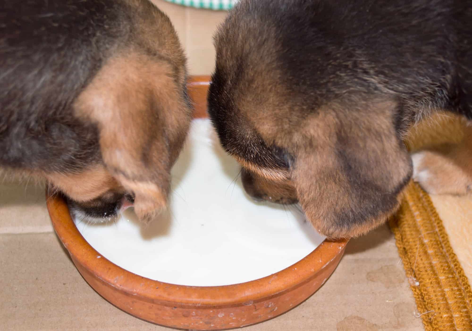 Can Dogs Drink Milk