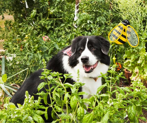 Can Dogs Eat Basil