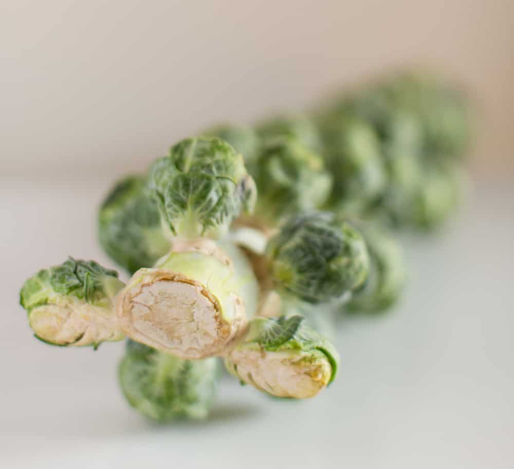 Can Dogs Eat Brussel Sprout Stalks