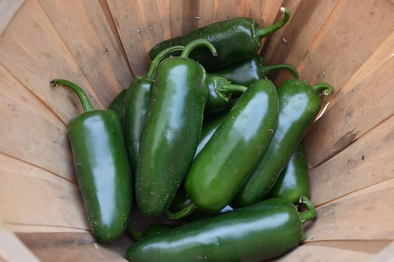 Can Dogs Eat Jalapenos