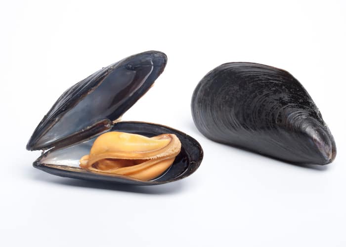 Can Dogs Eat Mussels