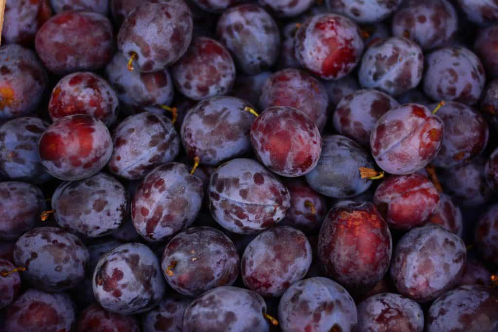 Can Dogs Eat Plums