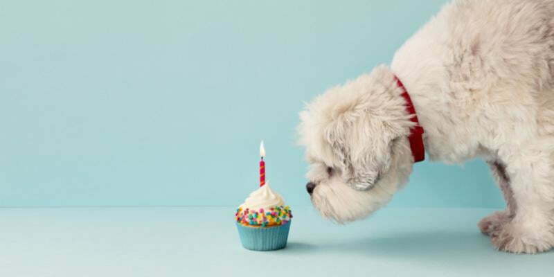 Can Dogs Eat Rainbow Sprinkles