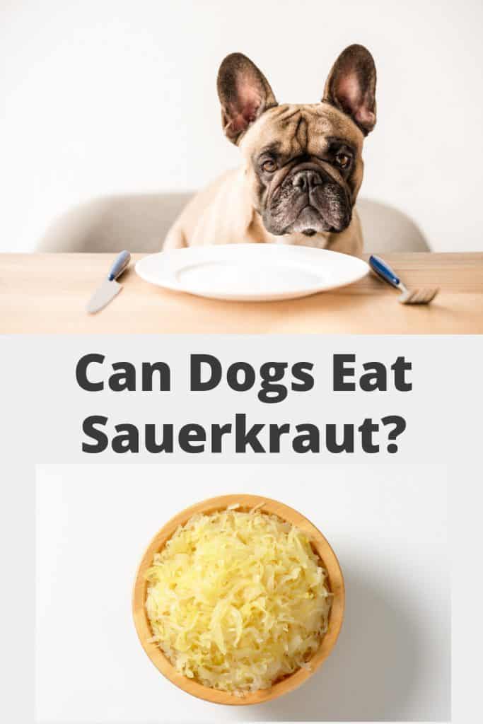 Can Dogs Eat Sauerkraut Pin