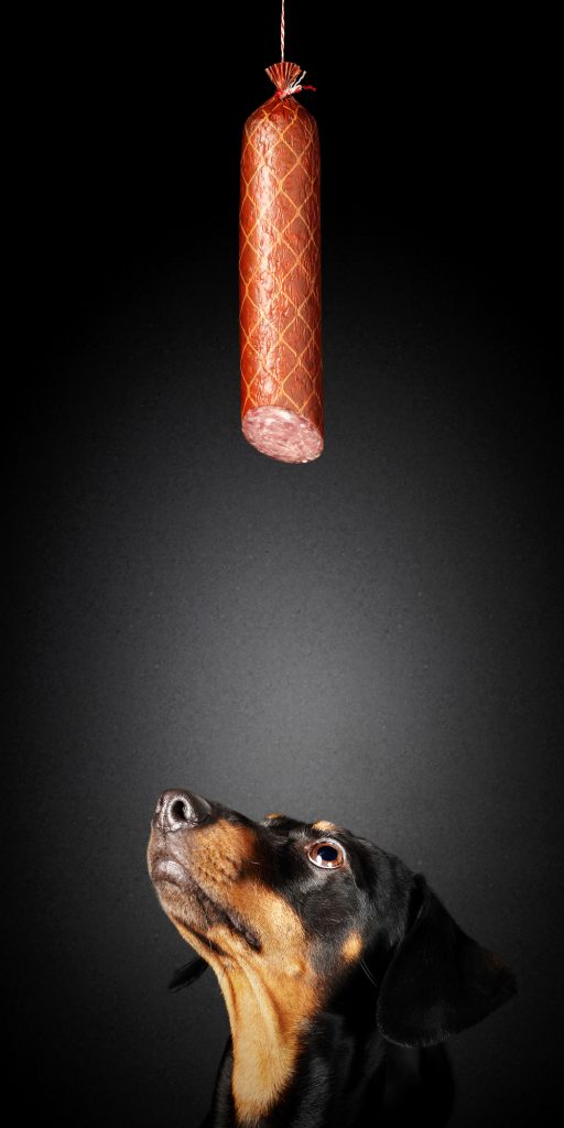 Can Dogs Eat Spicy Salami