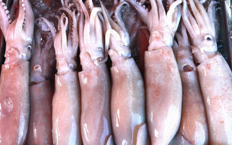 Can Dogs Eat Squid