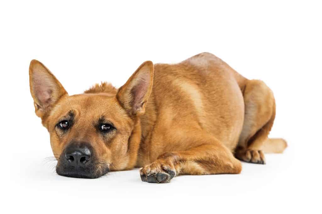 Carolina Dog Rescue