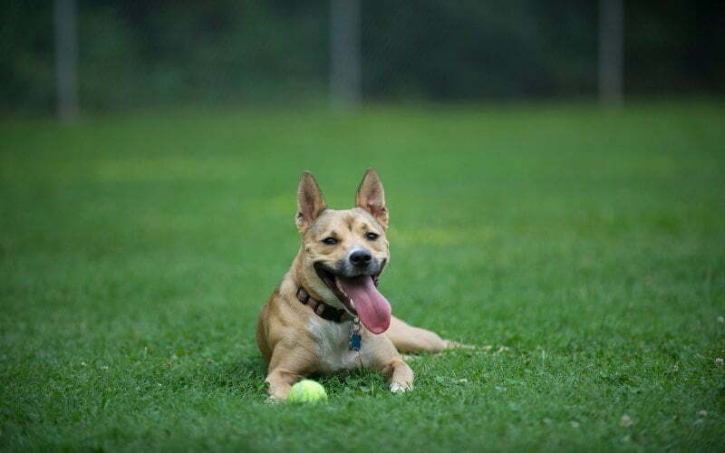 Carolina Dog
