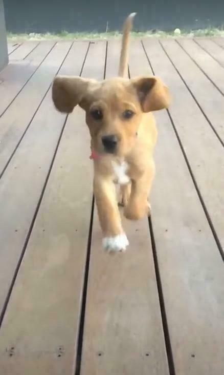 Cavador Puppies For Sale