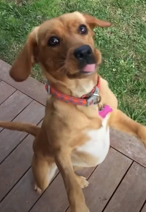 Cavador Puppy