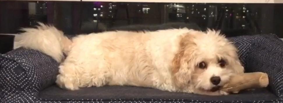 Cavanese Puppy For Sale