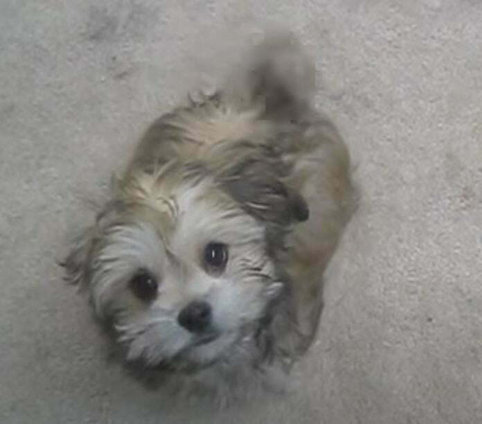 Cavanese Rescue