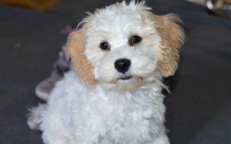 Cavapoochon Puppy